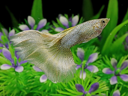 Snakeskin Gold Lace Guppies