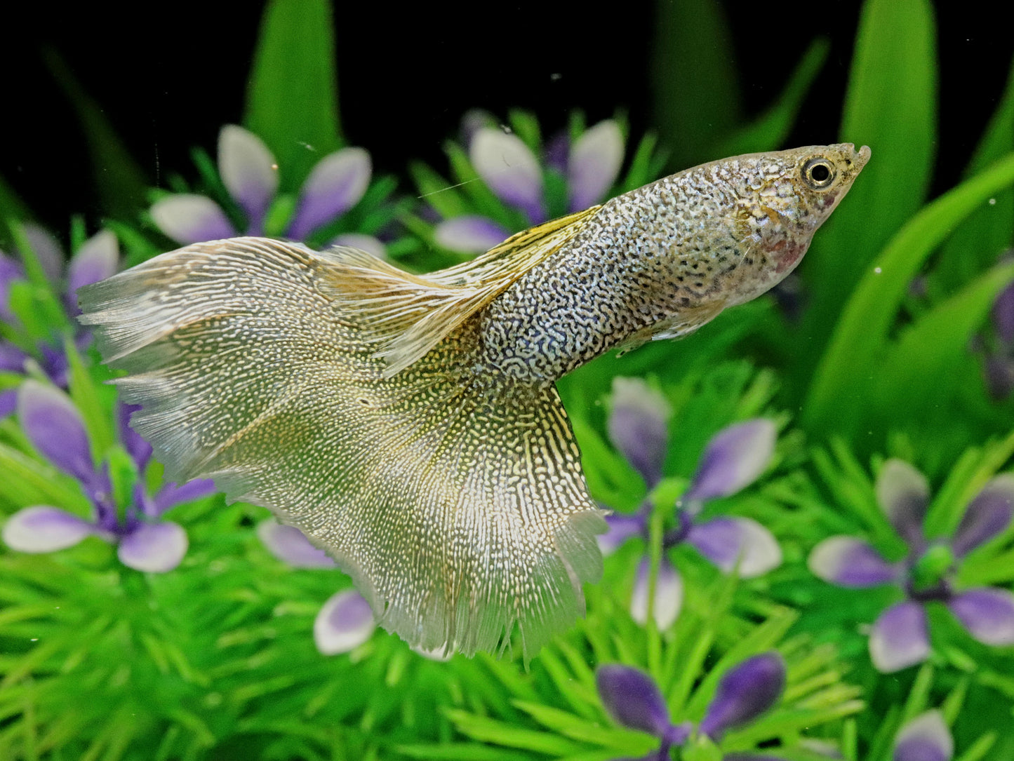 Snakeskin Gold Lace Guppies