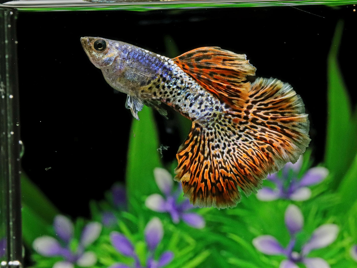 Metal Red Lace Guppy