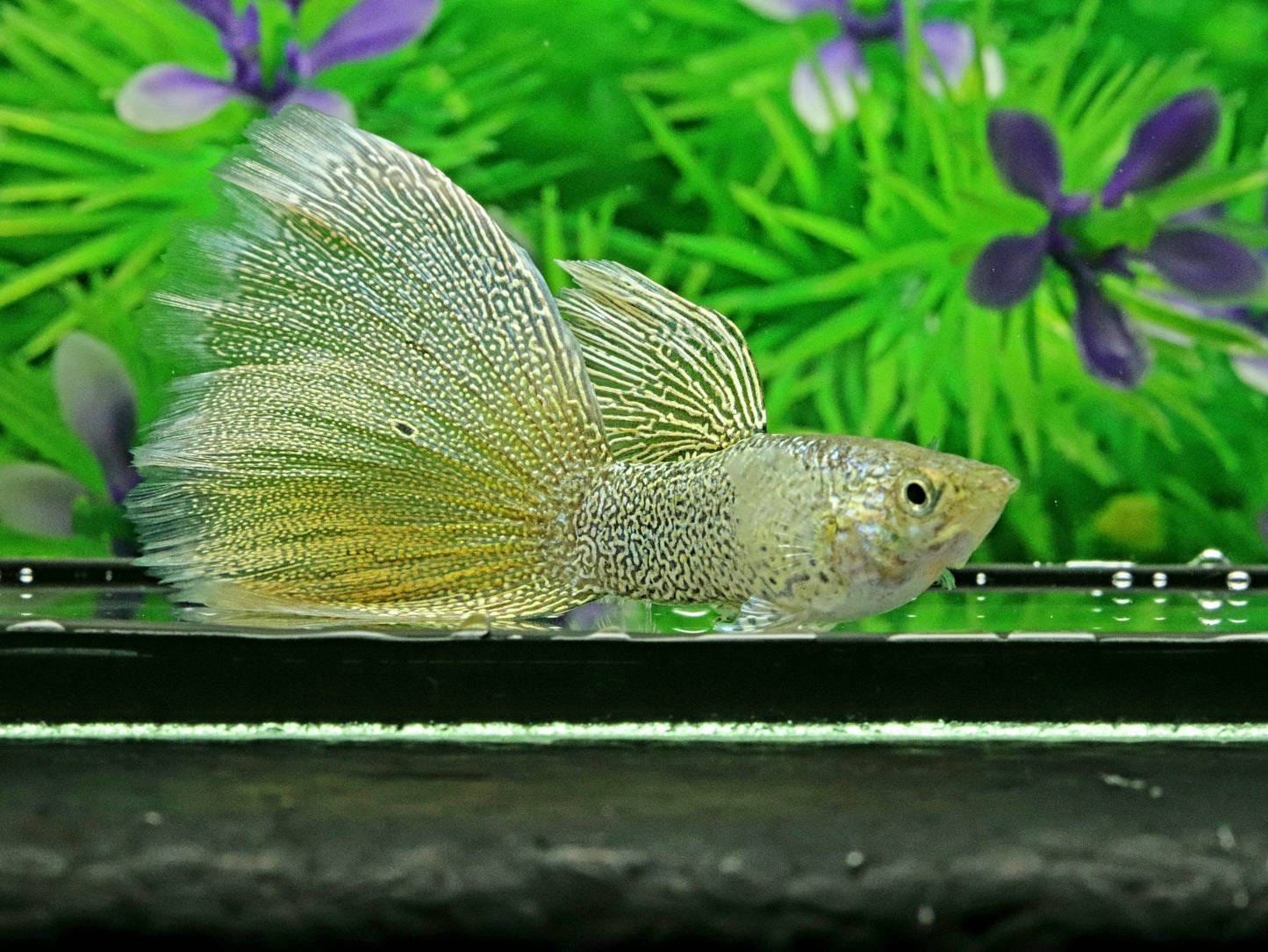 Snakeskin Gold Lace Guppies