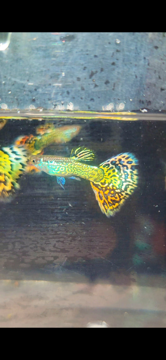 Snakeskin Red/Yellow Mosaic Guppies