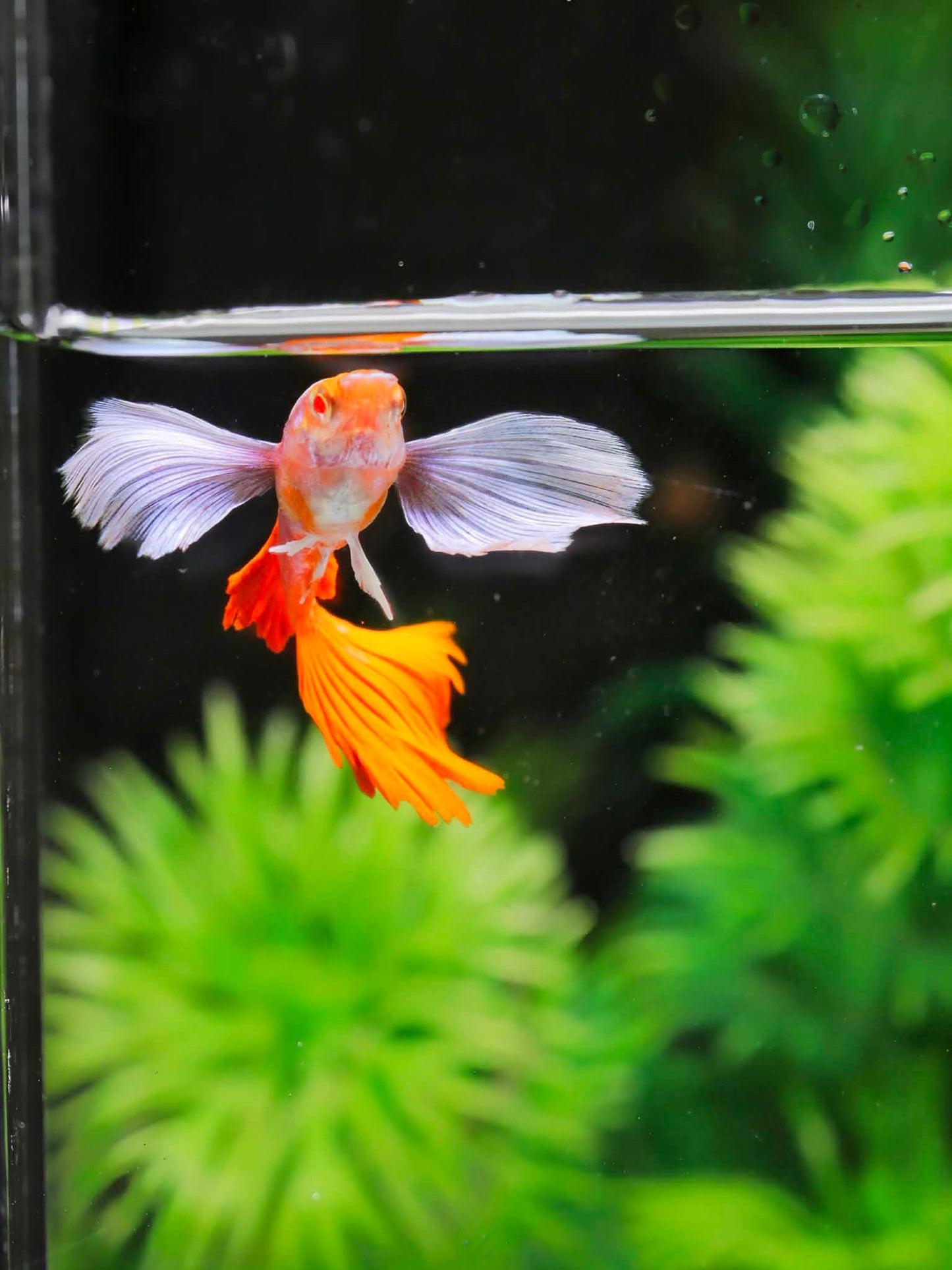 Dumbo albino Red Tails
