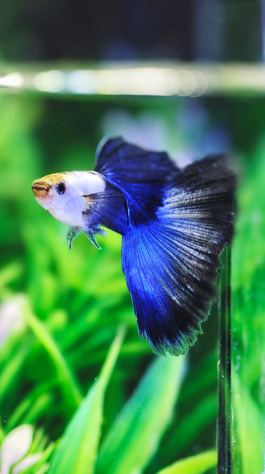 Silverado HB Blue tails
